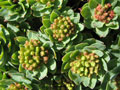 rhodiola